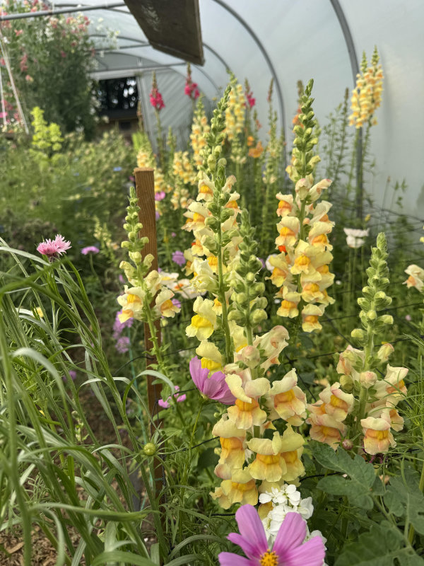 Fawen flowers