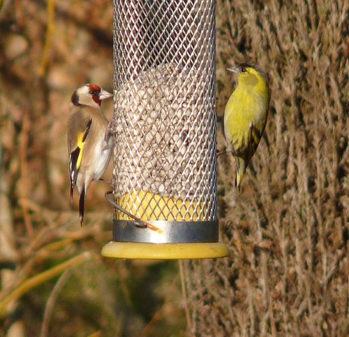 Goldfinch and Siskin  