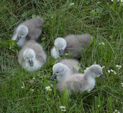 Cygnets  