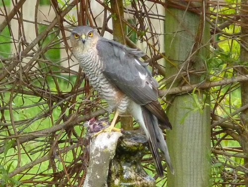 Male Sparrowhawk with prey  