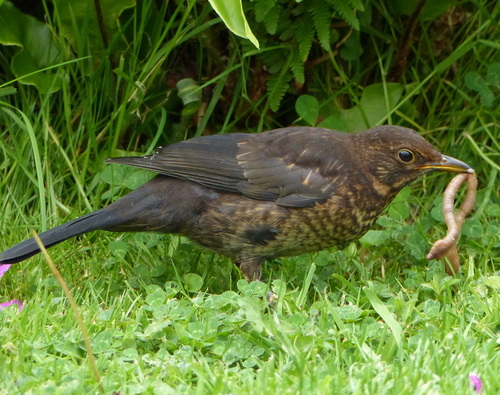 Juvenile Blackbird  