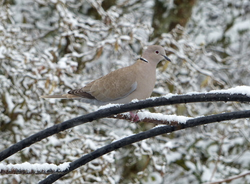 Collar Dove in the snow 