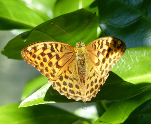 Silver washed fritillary 