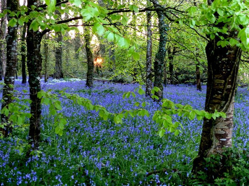 Bluebells on Easter Sunday