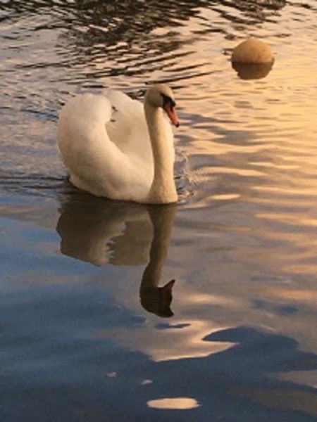 Sunset on the River Lerryn