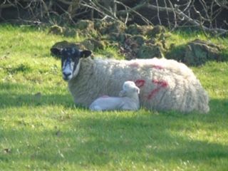 New life on the Boconnoc Estate
